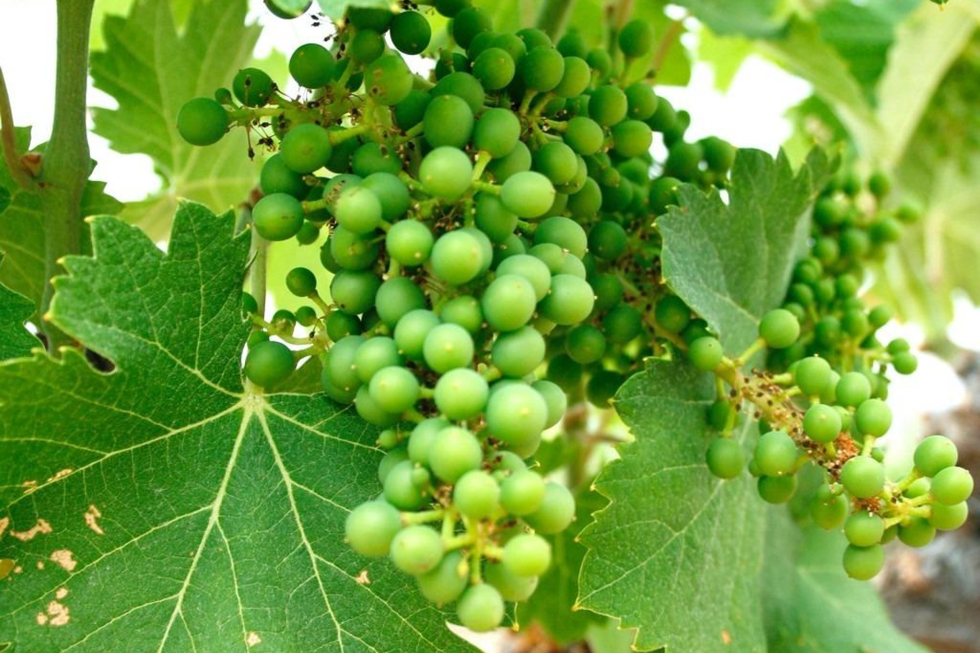 New Build - villa -
Yecla