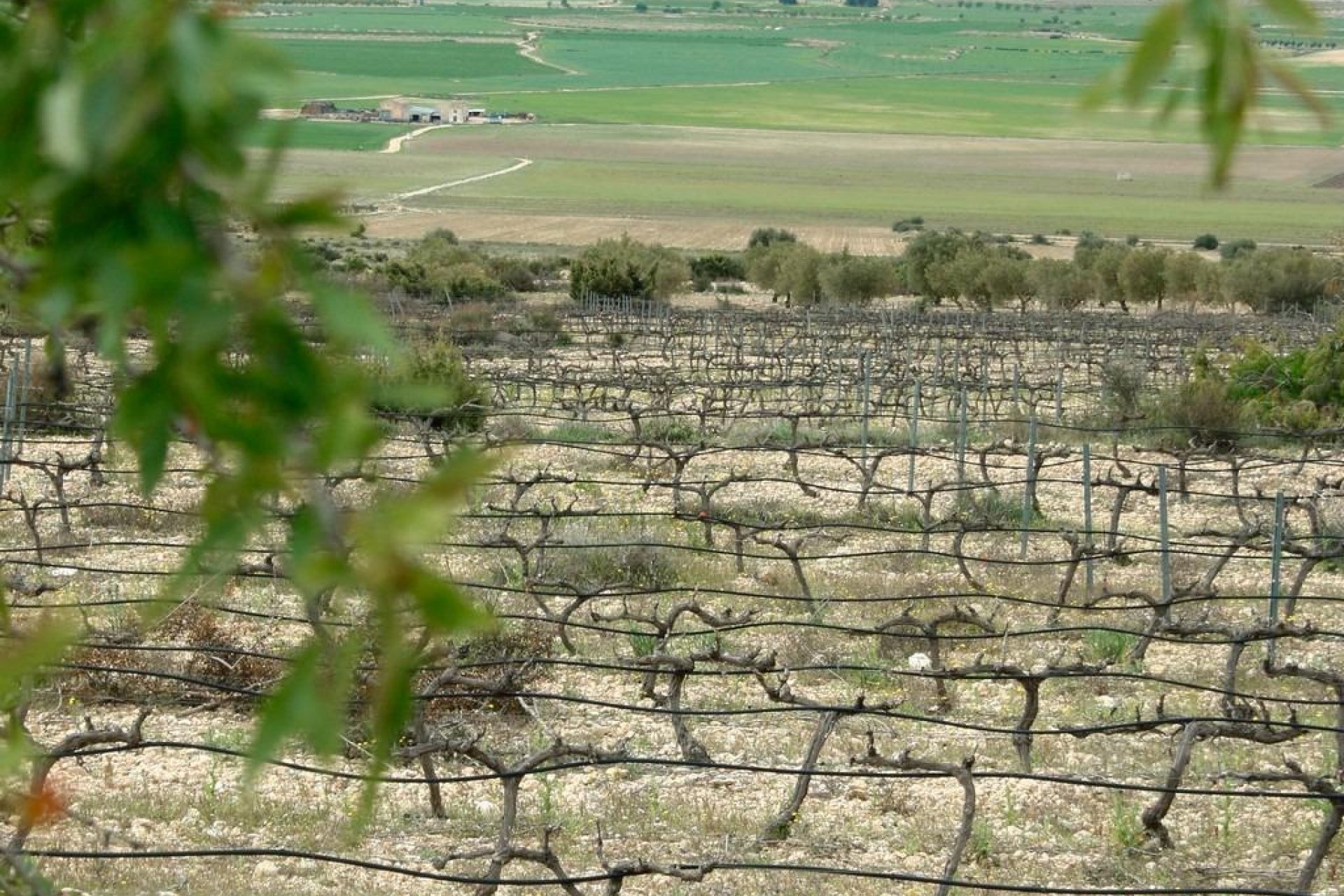 New Build - villa -
Yecla