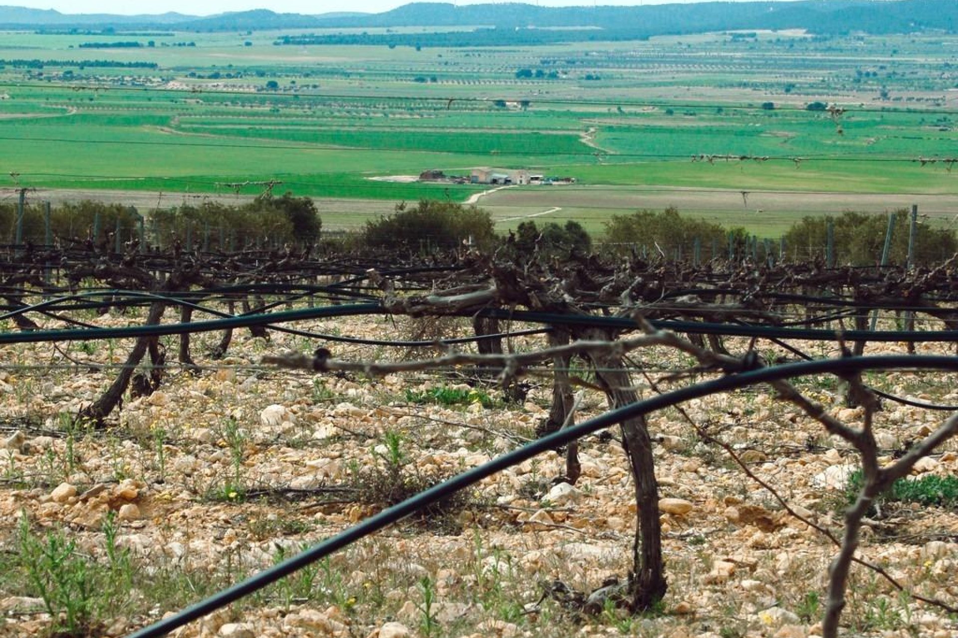 New Build - villa -
Yecla