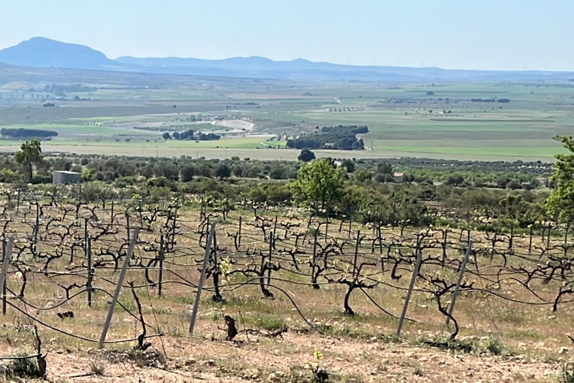 New Build - villa -
Yecla