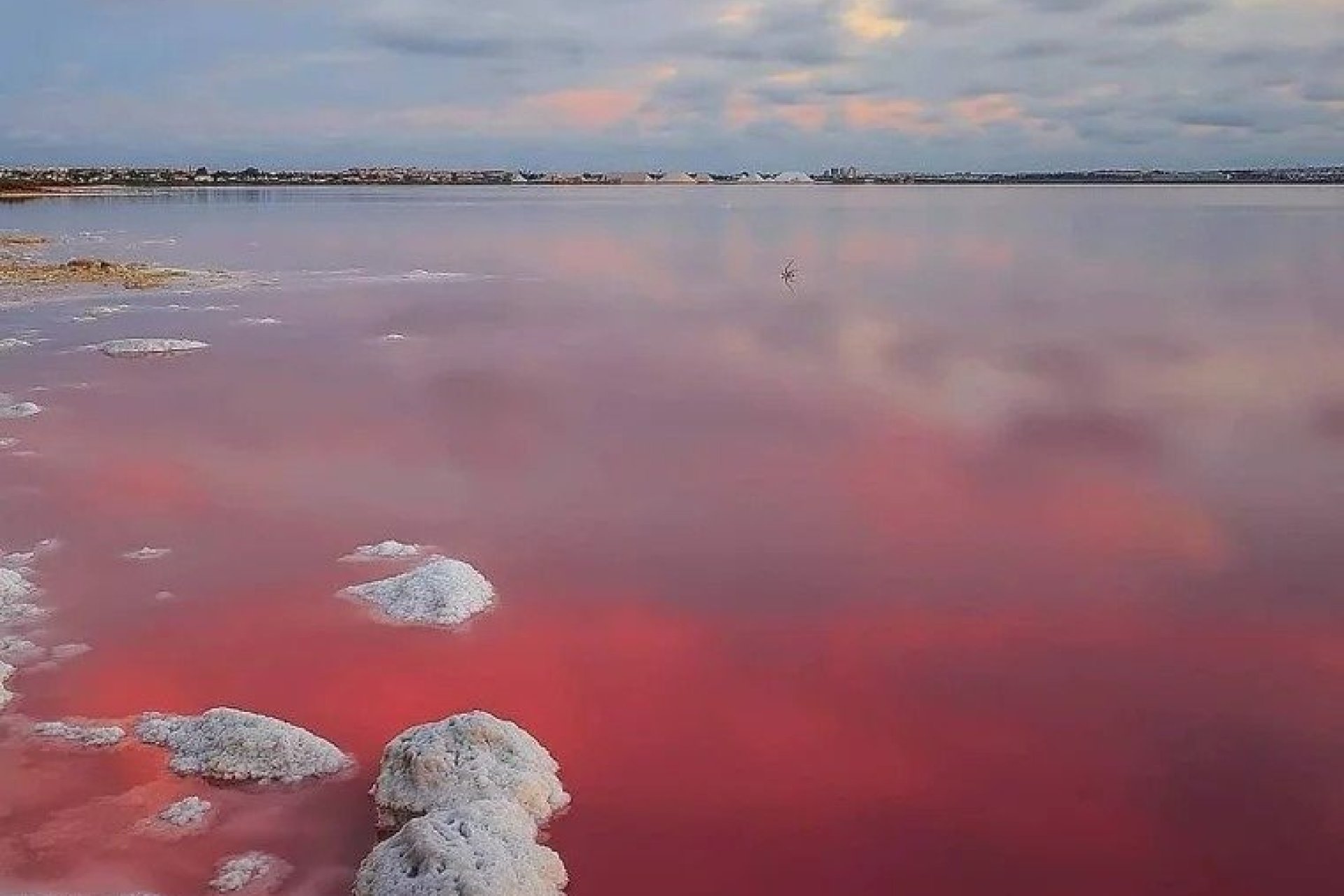 Nowy budynek - Bungalow -
Torrevieja - Lago Jardín II