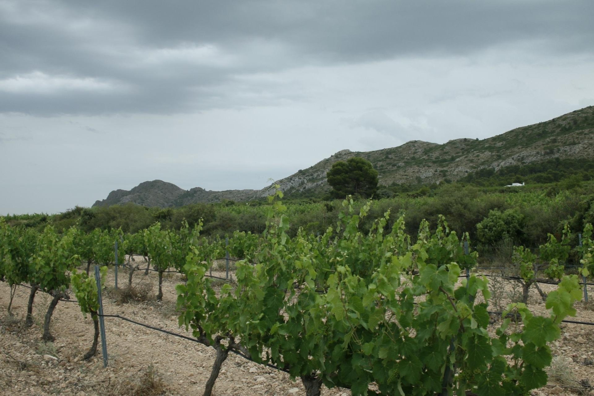 Nowy budynek - villa -
Yecla