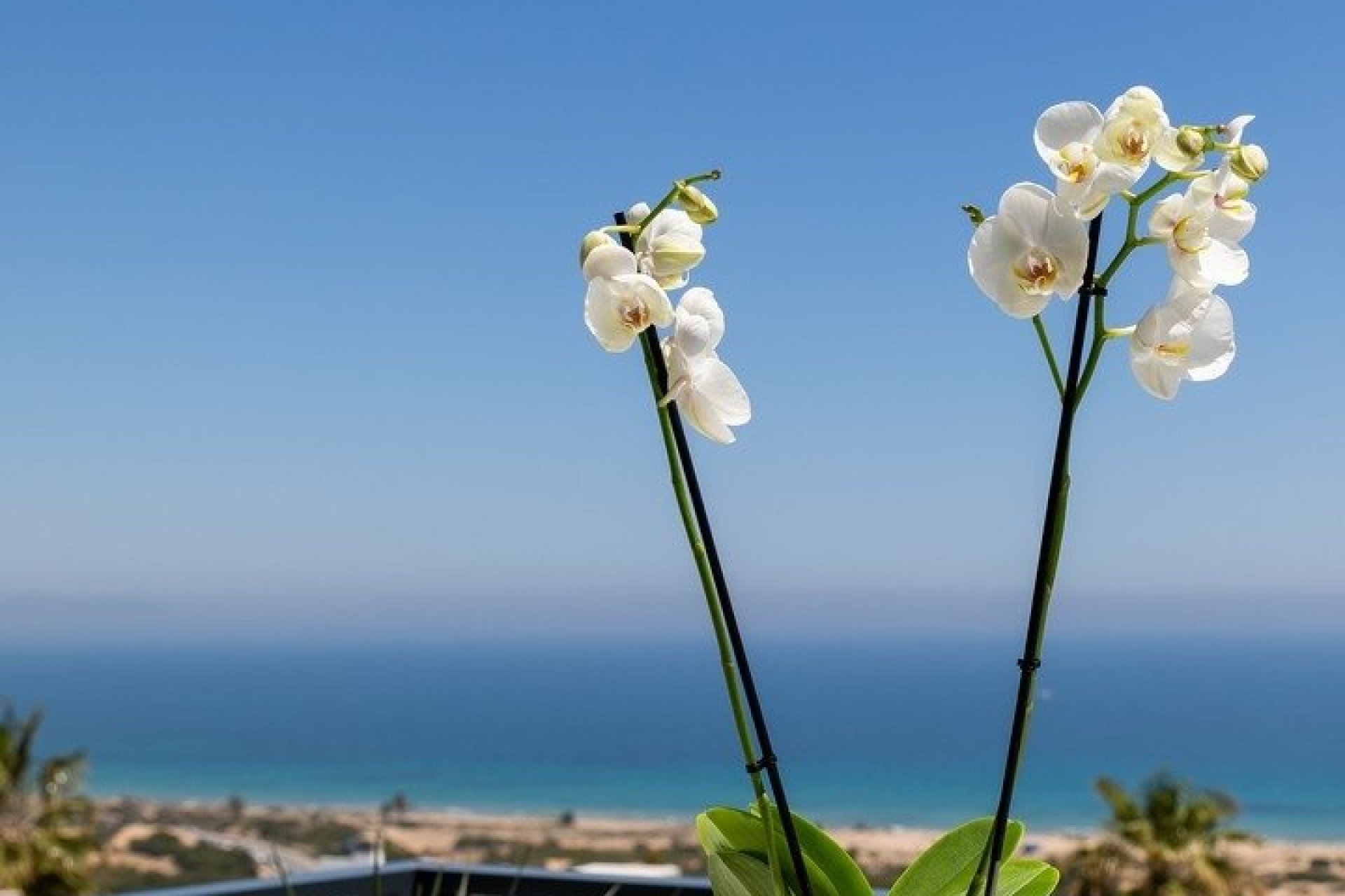 Obra nueva - apartment -
Santa Pola - Gran Alacant