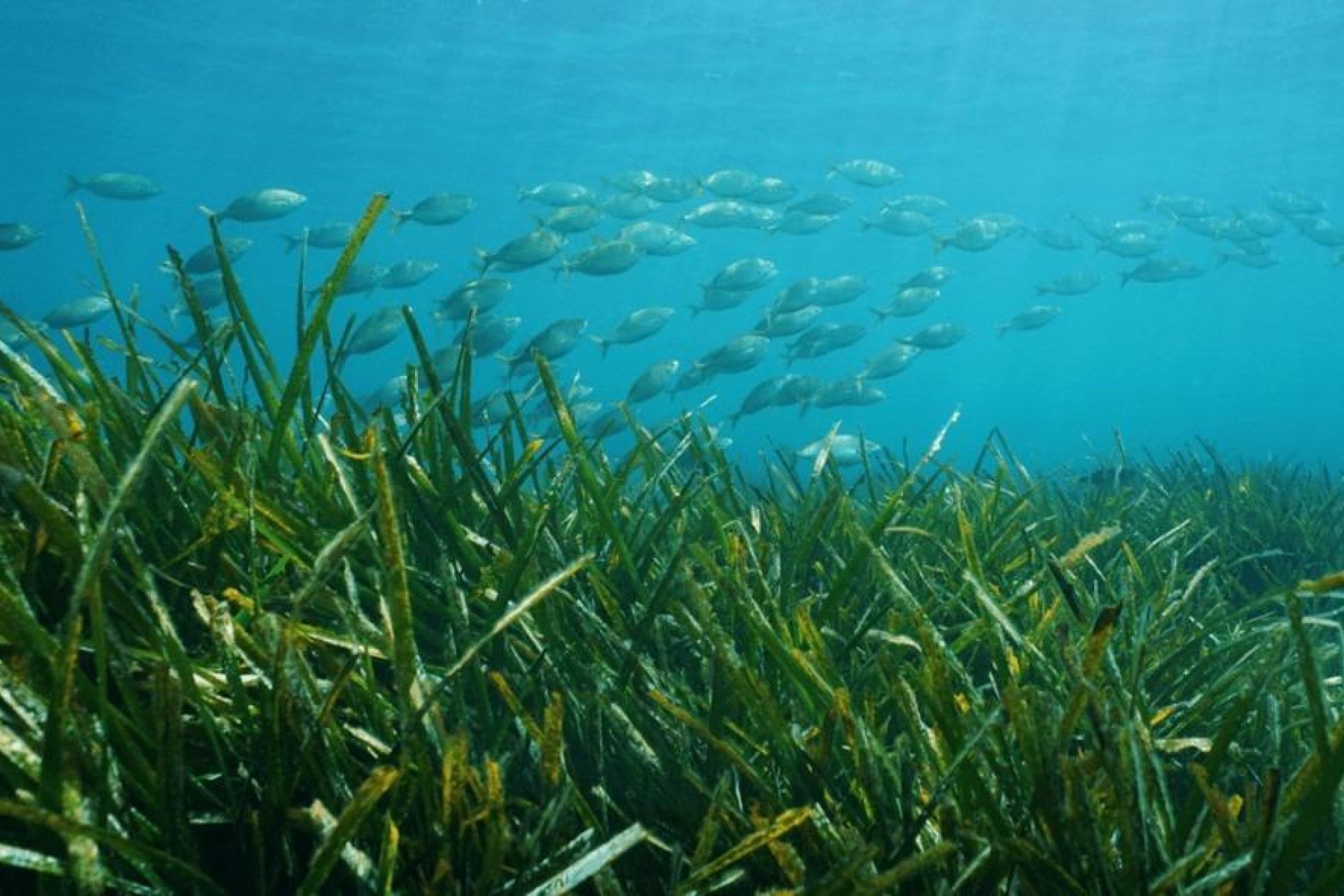 Obra nueva - villa -
Benissa - Racó Del Galeno