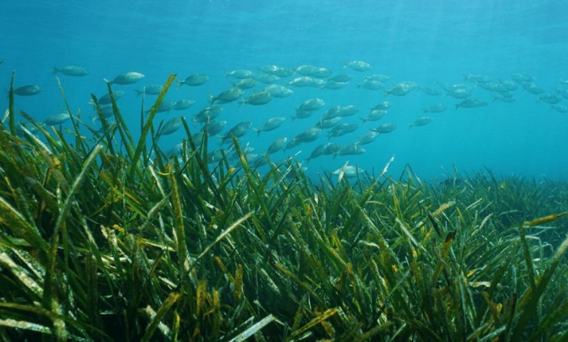 New Build - villa -
Benissa - Racó Del Galeno