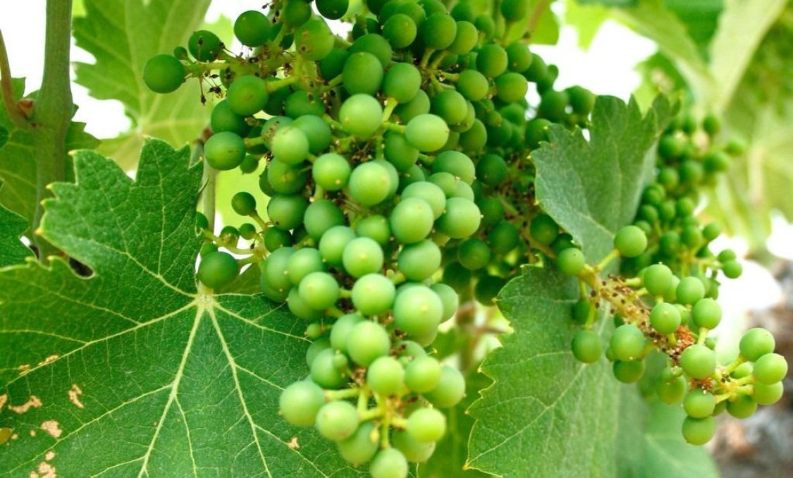 New Build - villa -
Yecla