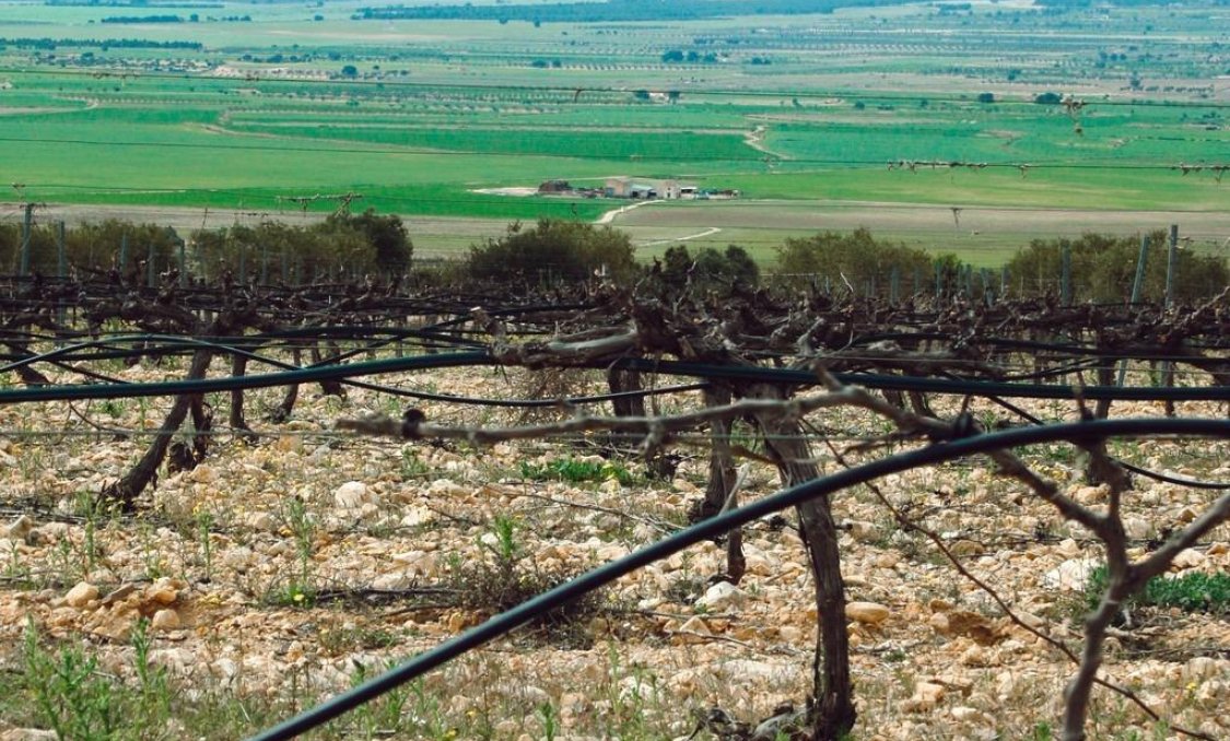 New Build - villa -
Yecla