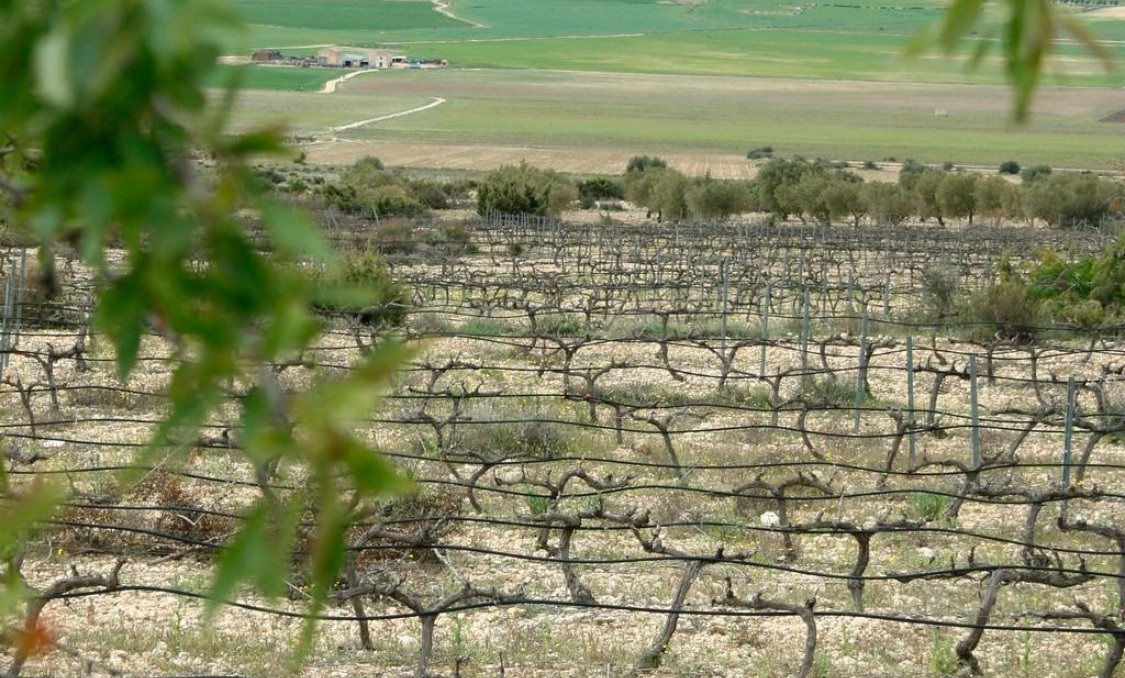 New Build - villa -
Yecla