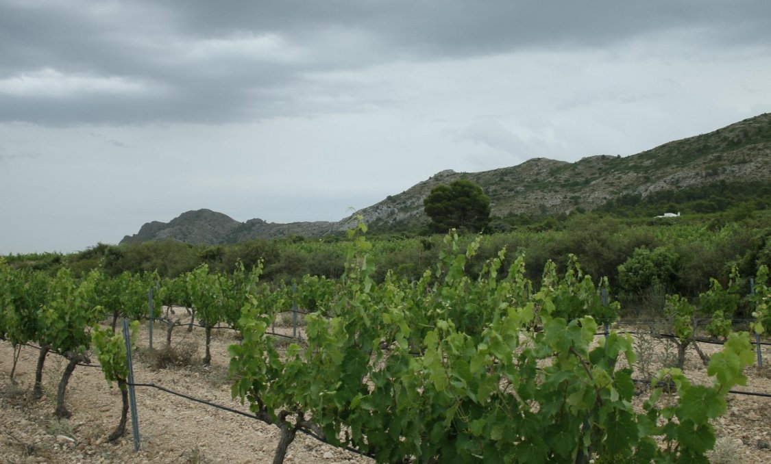 New Build - villa -
Yecla