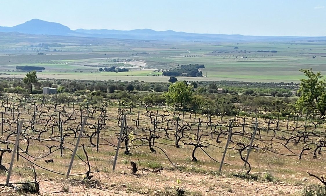 New Build - villa -
Yecla